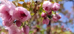 В Одессе цветут сакуры: где полюбоваться