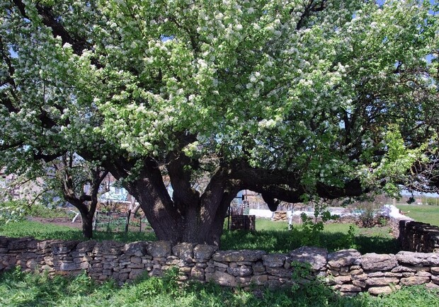 Самое старое дерево региона: в Одесской области расцвела 300-летняя груша. Фото: Дмитрий Жданов