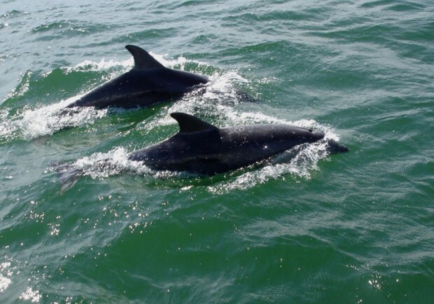 Любимцы одесситов: ученые подсчитали, сколько дельфинов живут в Черном море