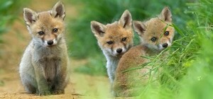 Отруїлись хімікатами: до львівського притулку привезли трьох лисенят