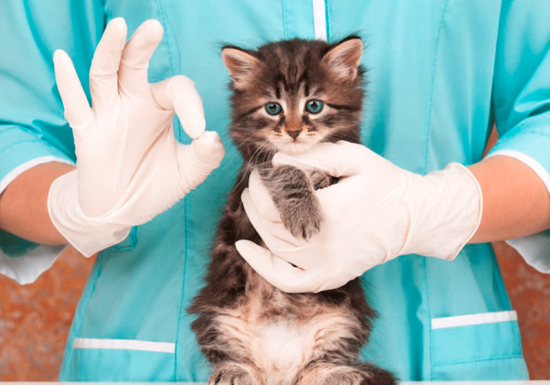 Где бездомную кошку можно бесплатно стерилизовать в Одессе в 2021 году