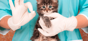 ПОЛУЧИ ОТВЕТ: ГДЕ В ОДЕССЕ МОЖНО БЕСПЛАТНО СТЕРИЛИЗОВАТЬ БЕЗДОМНЫХ КОТОВ