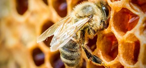 Из-за холодной весны: на Полтавщине может подорожать мед