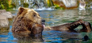 Позитив: полюбуйся, как в Одесском зоопарке купается мишка