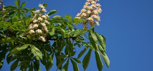 Идея для фото: в Одессе расцвели каштаны