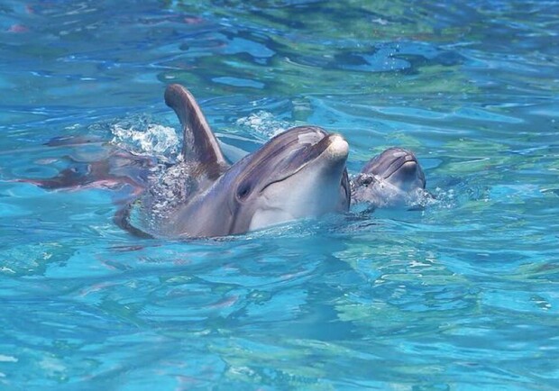 В одесском дельфинарии родился малыш