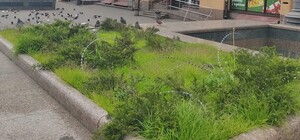 Так себе защита: на Бессарабке заметили клумбы с колючей проволокой