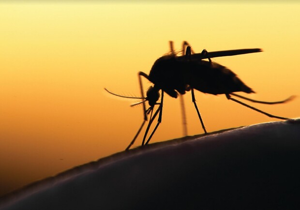 Подготовься к вечерним прогулкам: в Одессе заметили нашествие комаров. Фото: pexels