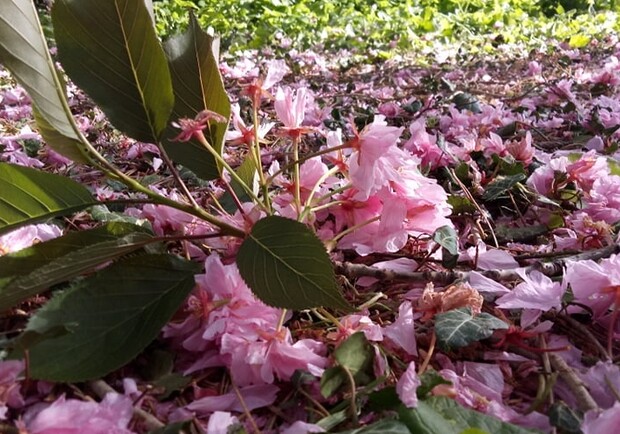 Обнаглели: в Одесском ботаническом саду вандалы вытоптали и поломали цветы. Фото: Одесский ботанический сад