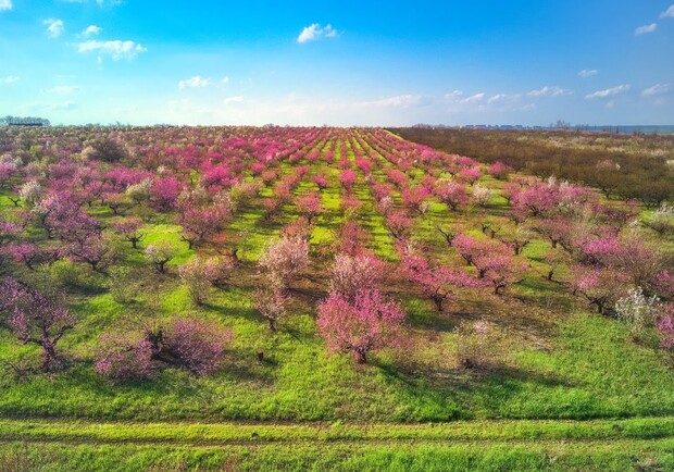 Удивительное зрелище: под Одессой цветут персиковые сады. Фото: Andrey Nikolenko