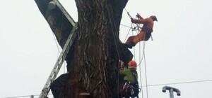 Чудеса природы: на Торговой ожил 