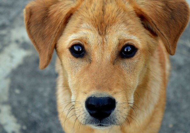На глазах у ребенка: в Одессе жители двора убили собаку - фото