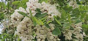 В цветущих акациях город: Одесса пахнет символом города