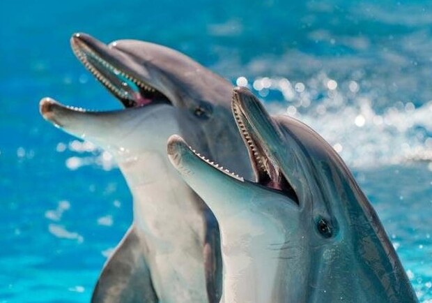 В одесском дельфинарии ребенка укусил дельфин: руководство обвинило родителей. Фото из открытых источников