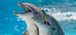 В одесском дельфинарии ребенка укусил дельфин: руководство обвинило родителей