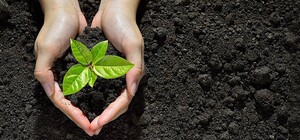 Высадят 1000 акаций: одесситам предложили присоединиться к озеленению города