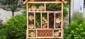 Вперше ві Львові: у центрі міста з'явився будиночок для комах