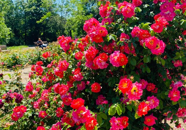 Полюбуйся: в Одесском ботаническом саду началось цветение роз. Фото: Анатолий Кавун