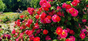 Полюбуйся: в Одесском ботаническом саду началось цветение роз