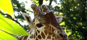 С праздничным обедом: в Киевском зоопарке пройдет День жирафа