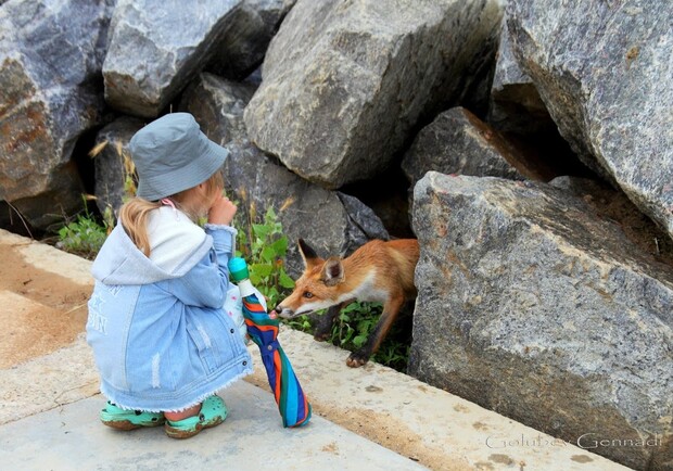Совсем ручные: на пляже под Одессой поселились лисы. Фото Геннадия Голубева