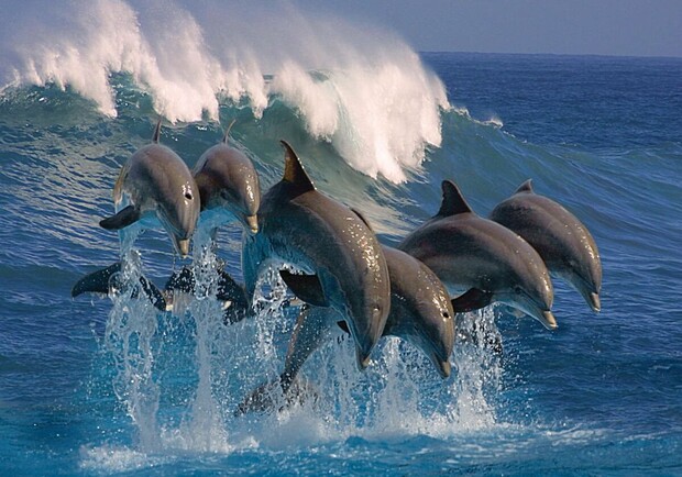 Люди пищали от радости: в Лузановке дельфины устроили настоящее шоу - фото