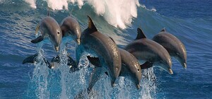 Люди пищали от радости: в Лузановке дельфины устроили настоящее шоу