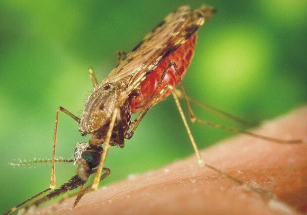 Подозревали ковид: у одессита выявили малярию. Фото: vostbereg.ru