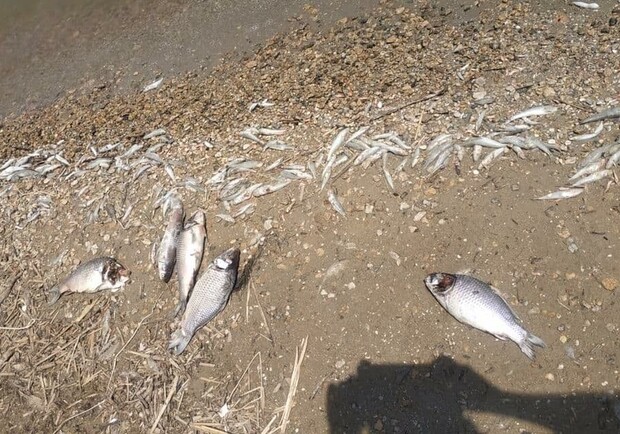 Сотни карасей, пиленгасов и бычков: на Хаджибейском лимане погибла рыба. Фото: Черноморский рыбоохранный патруль