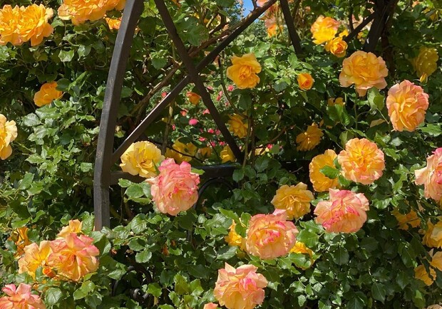 Успей посмотреть: в Одесском ботаническом саду продолжают цвести розы. Фото: instagram.com/dashka_0903_