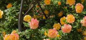 Успей посмотреть: в Одесском ботаническом саду продолжают цвести розы