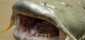 Больше рыбака: в Каменском мужчина поймал огромного сома (видео)