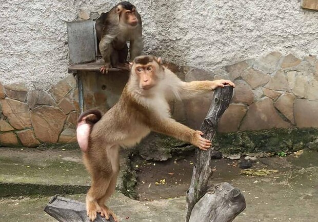 В Одесском зоопарке появились новые обезьяны. Фото зоопарка 