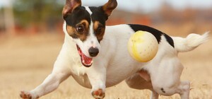 Бобик будет рад: где в Днепре появятся новые площадки для выгула собак