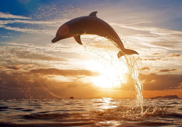 Плескались в метре от людей: на один из пляжей Одессы приплыли дельфины. Фото: pexels