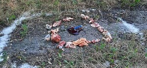 Нож в печени и квадрат из мяса: в Днепре делали магический ритуал (видео)