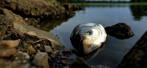 Около плотины ДнепроГЭС погибло около 4 тонн рыбы: подробности