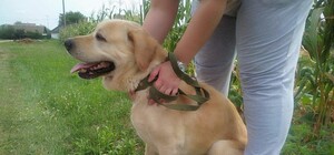 Возвращение домой: киевлянину вернули собаку, которую он потерял шесть лет назад