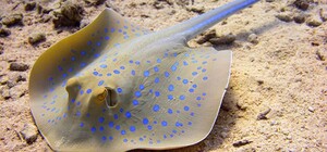 На одесском пляже люди ловили и разделывали скатов: полиция так и не приехала