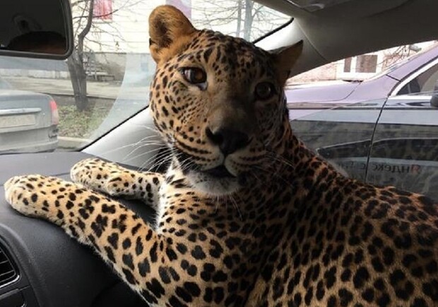 На поселке Котовского в авто катают леопарада: видеофакт. Фото: user67902.clients-cdnnow.ru