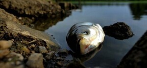 Массовый мор толстолобика около плотины ДнепроГЭС: рыба могла быть заражена