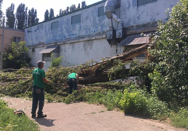 Сколько деревьев упали в Одессе и как проходит ликвидация ЧП 21 июля 2021 года. Фото "Горзелентреста" 