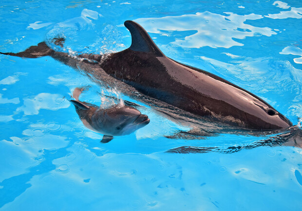 В одесском дельфинарии снова пополнение. Фото: Думская