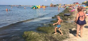 Не комарами едиными: пляжи Бердянска завалило тоннами водорослей