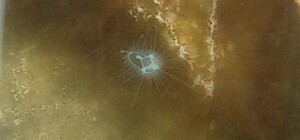 Придется плавать с 