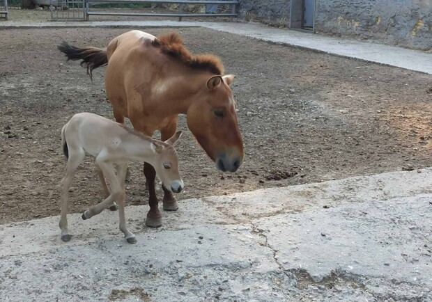 В одесском зоопарке родилась редкая лошадь. Фото: Игоря Белякова