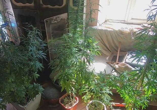 выращивал марихуану в квартире