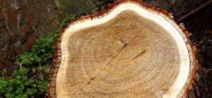 Скажите пароль – получите тополь: в Днепре будут бесплатно раздавать спиленные деревья