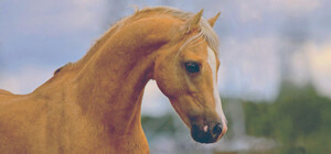 В центре Одессы упала лошадь, запряженная в карету: люди требуют забрать животное