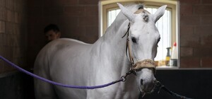 Бизнес по-одесски: в каком состоянии лошадь, которая упала на брусчатке